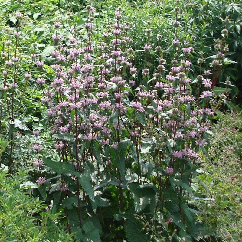 Sauge de Jérusalem tubéreuse à fleurs Rose/ - feuillage Persistant - Godet - 5/20 cm - Imagen 1