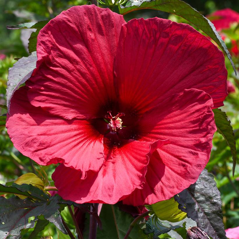 Promesse de Fleurs - Hibiscus moscheutos Rouge Pot de 2L/3L - Image 1