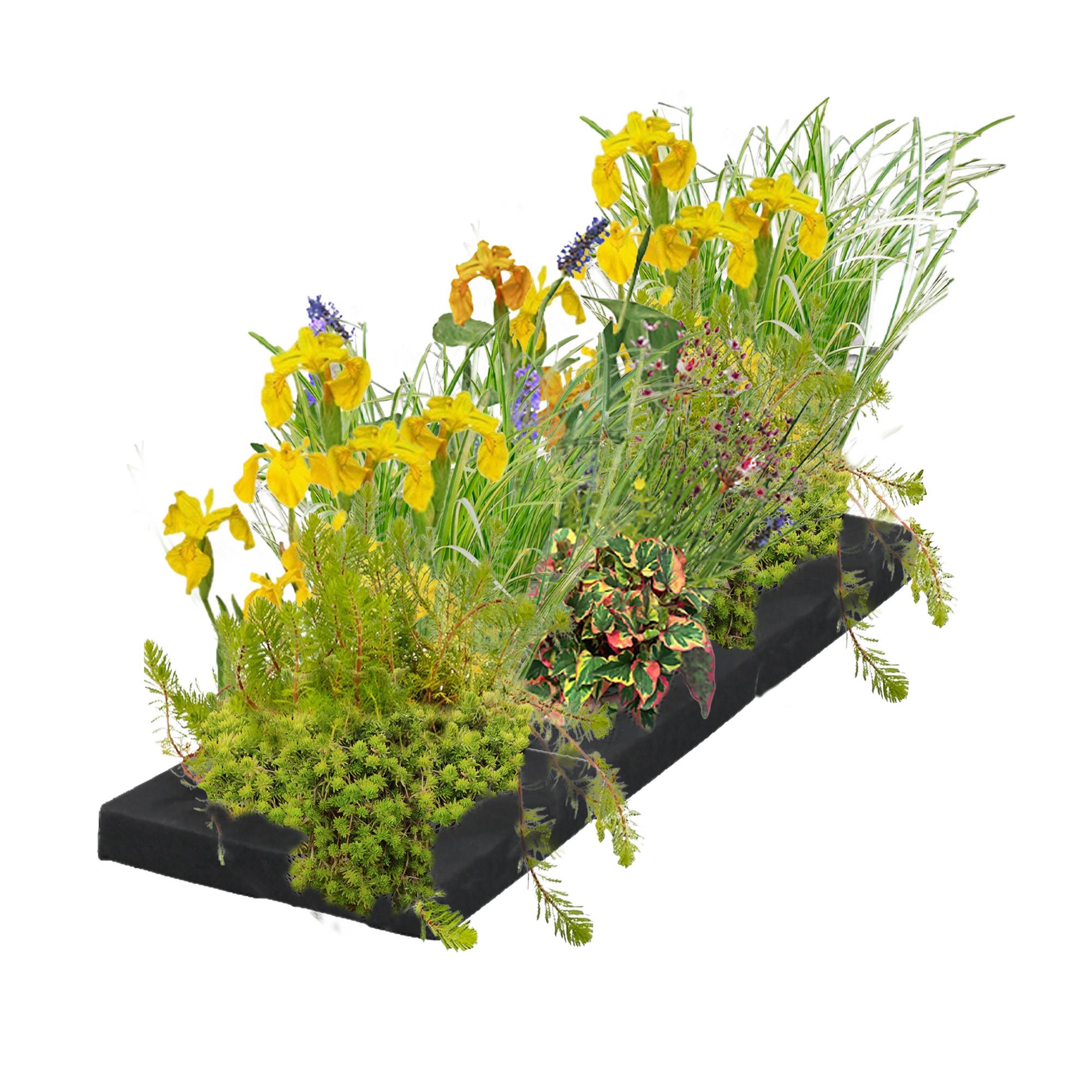 0 - Île Filtrante pour Bassin 75x25 cm - Set Complet 12 Plantes Aquatiques