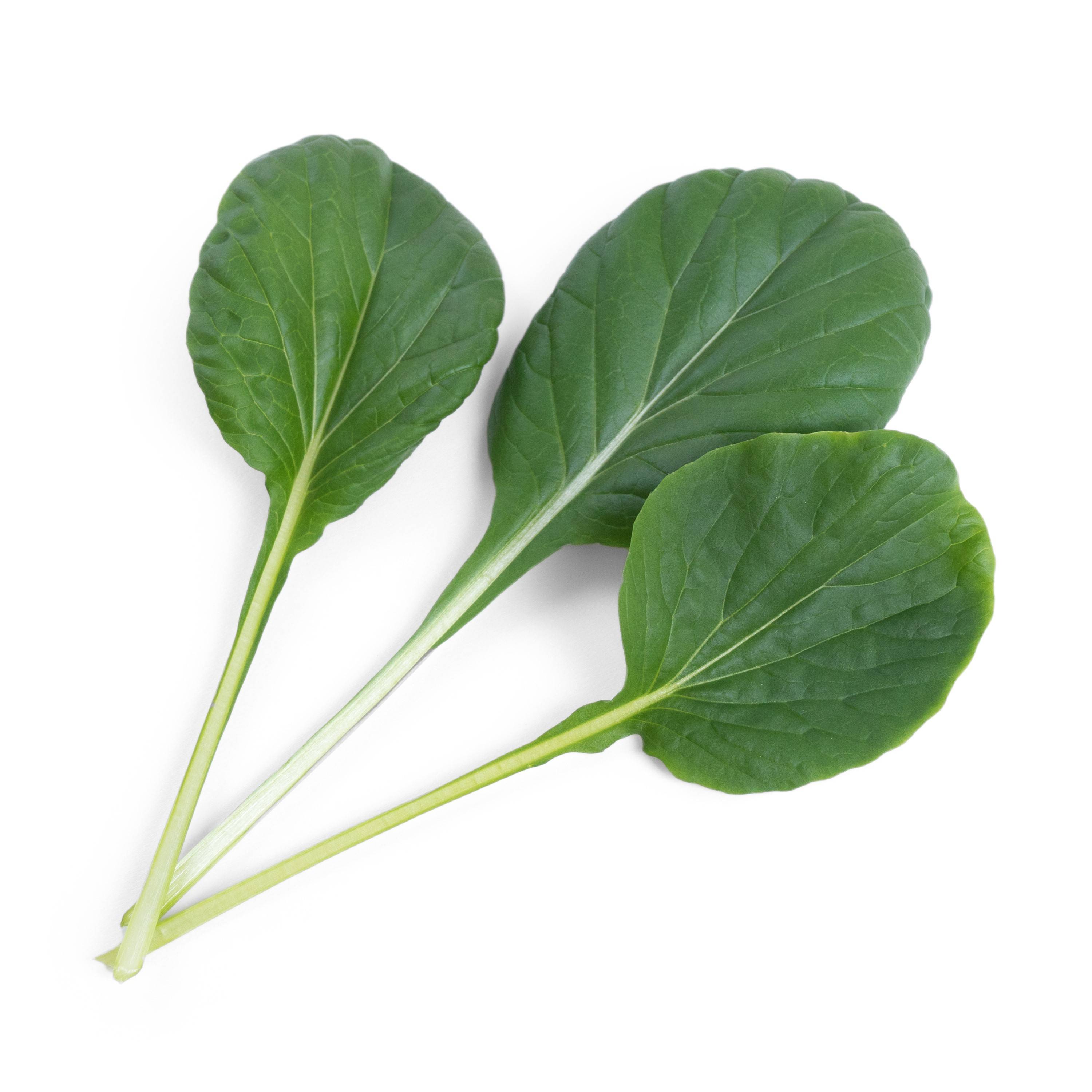 Veritable - Lingot Tatsoi BIO - Recharge prête à l'emploi - Véritable - Imagen 2