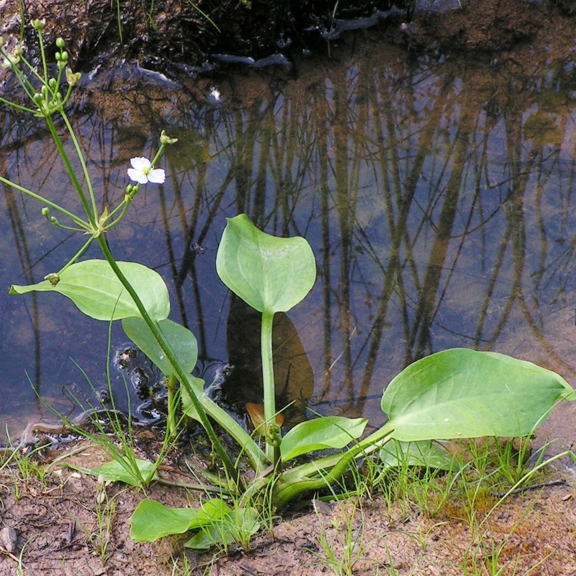 Alisma parviflora - Plantain d'eau Godet de 8/9 cm