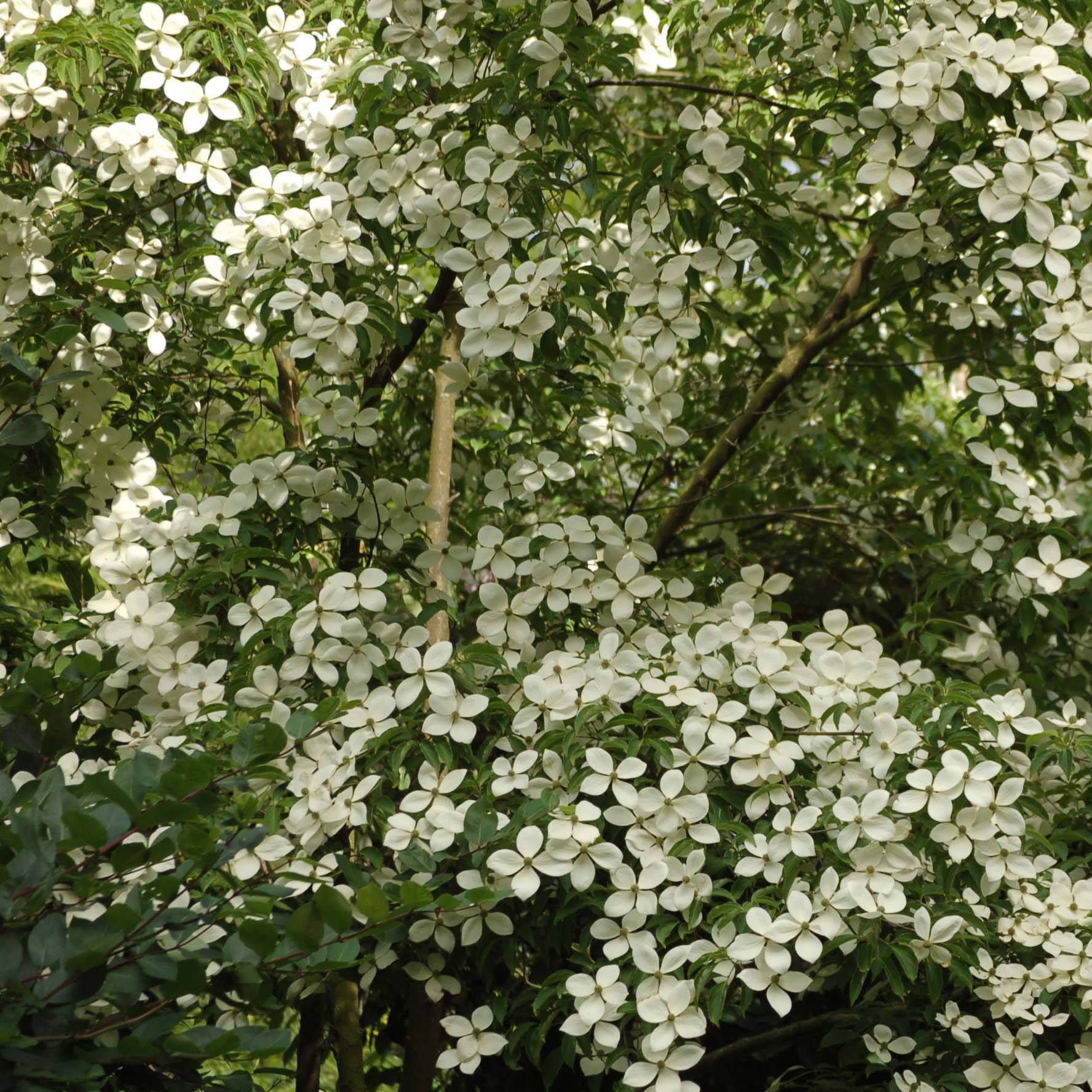 Promesse de Fleurs - Cornus Norman Hadden - Cornouiller à fleurs Pot de 4L/5L