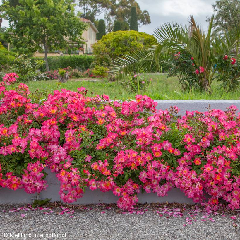 Rosier couvre-sol Pink Drift Pot de 2L/3L