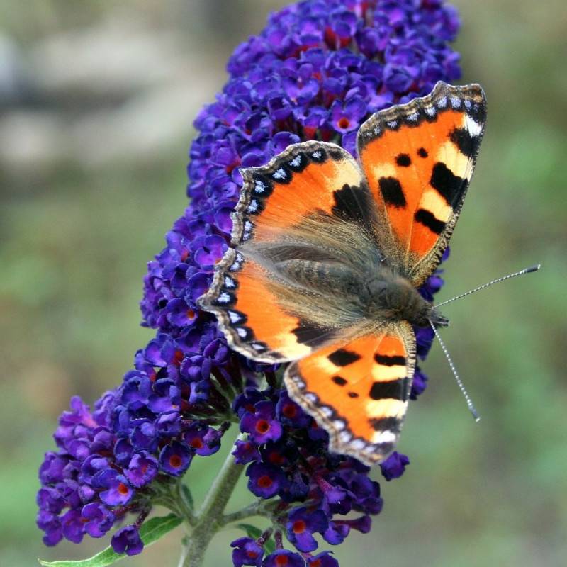Arbre aux papillons violet Buzz™ Hit Violet, Buddleia à fleurs Bleue/Violette - feuillage Semi-Persistant - Pot de 3L - 40/60 cm