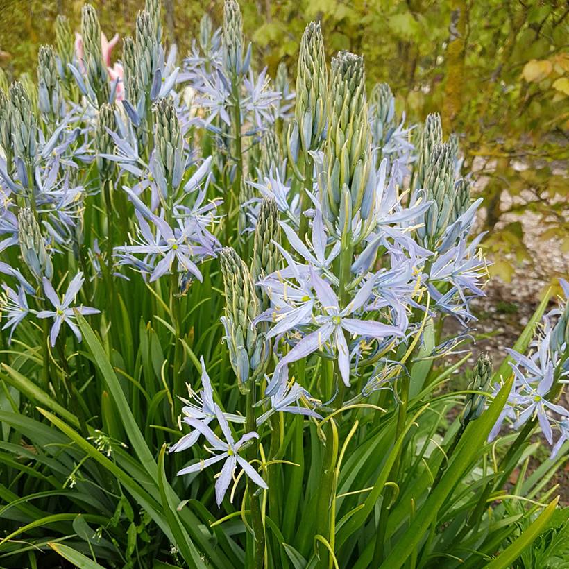 Promesse de Fleurs - Camassia Blue Heaven Bulbe calibre 14+ (par 3)