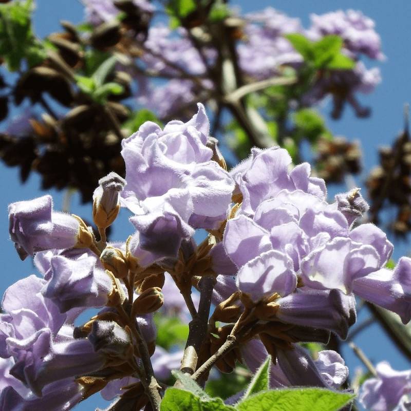 Paulownia tomentosa, Arbre impérial à fleurs Violette/ - feuillage Caduc - Pot de 7,5L - 60/80 cm - Image 1
