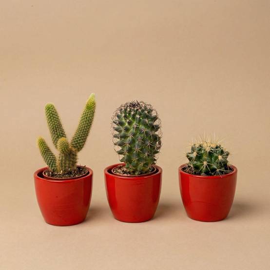 La Green Touch - Cactussen Set de 3 Avec Rouge Mini - Image 4