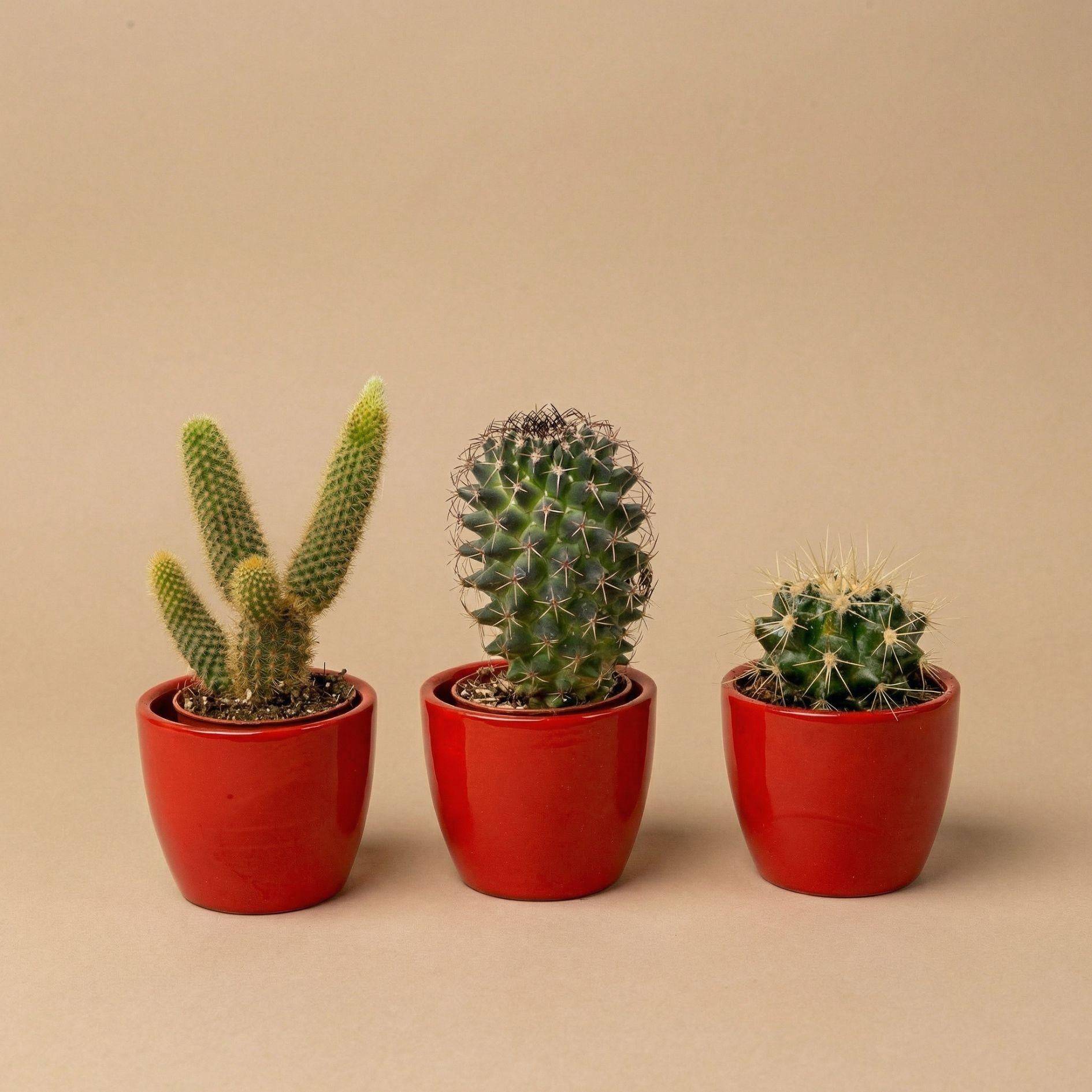 La Green Touch - Cactussen Set de 3 Avec Rouge Mini - Image 4