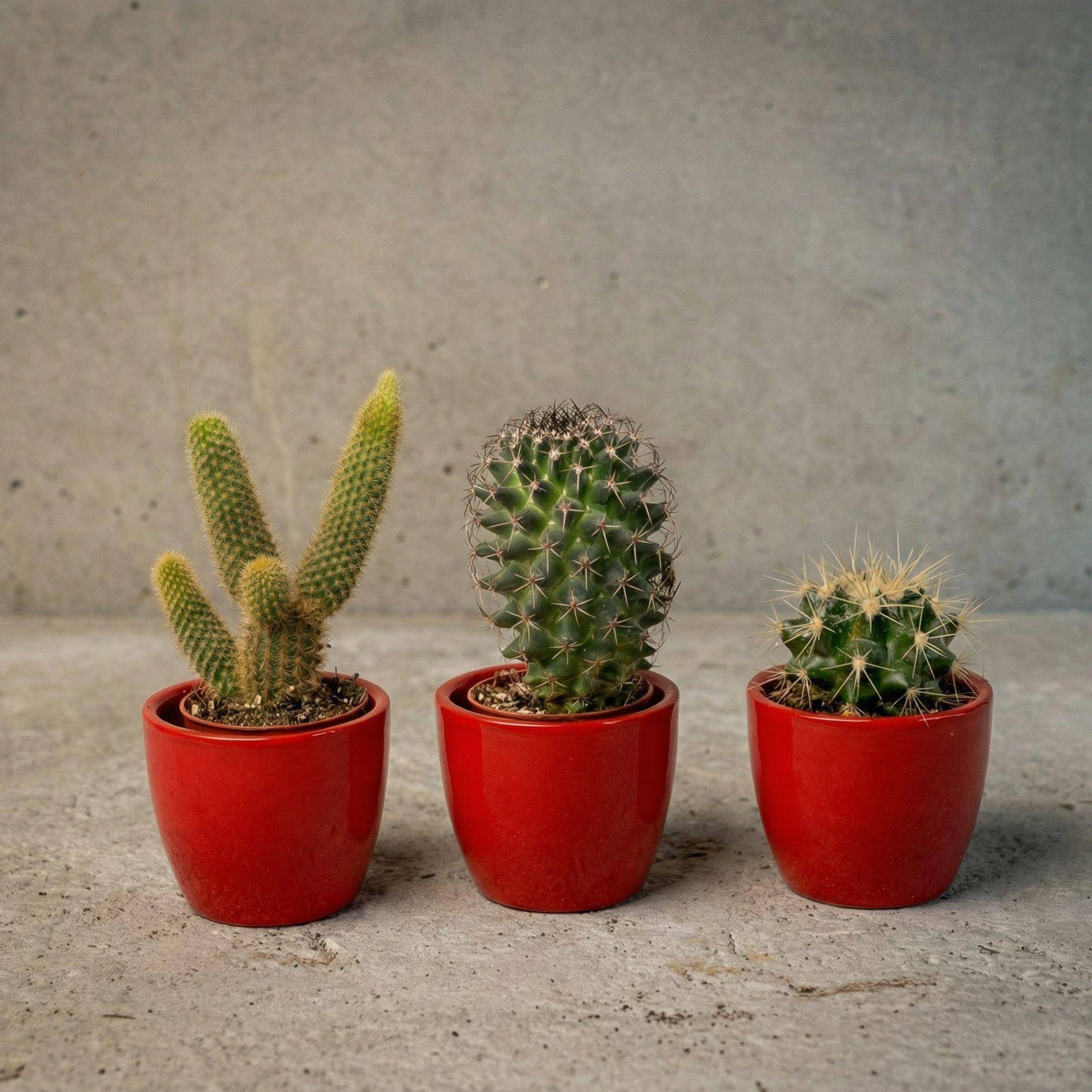 La Green Touch - Cactussen Set de 3 Avec Rouge Mini - Image 1
