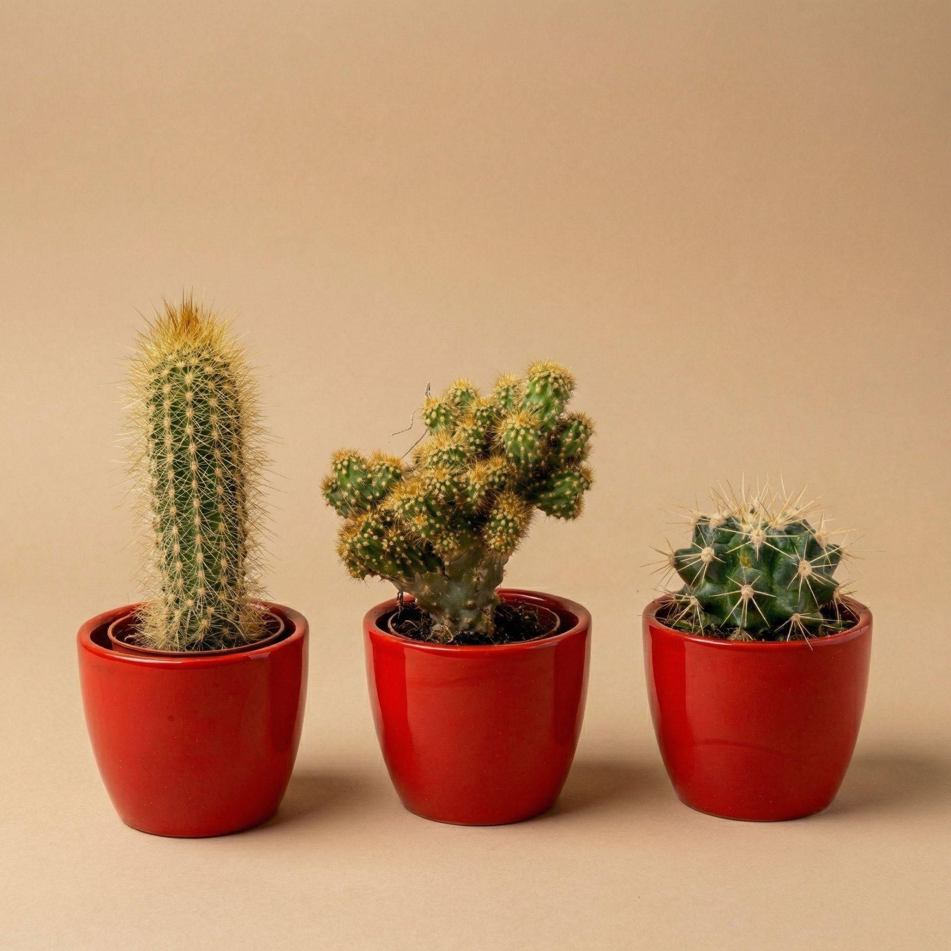 La Green Touch - Cactussen Set de 3 Avec Rouge Mini - Image 3