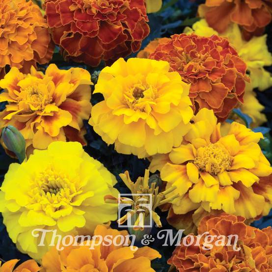 Graines d'Oeillet d'Inde triploïde Zenith Mixed - Tagetes patula x erecta le sachet de 35 graines environ