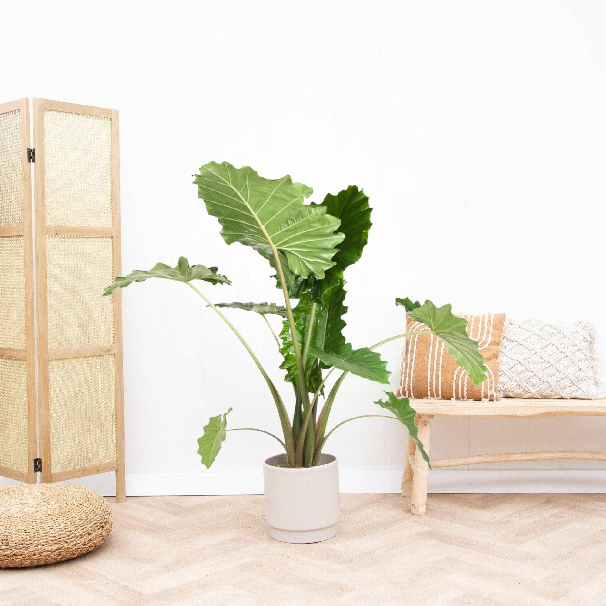 La Green Touch - Alocasia Portodora 150cm - Plante d'intérieur- La Green Touch - Imagen 3