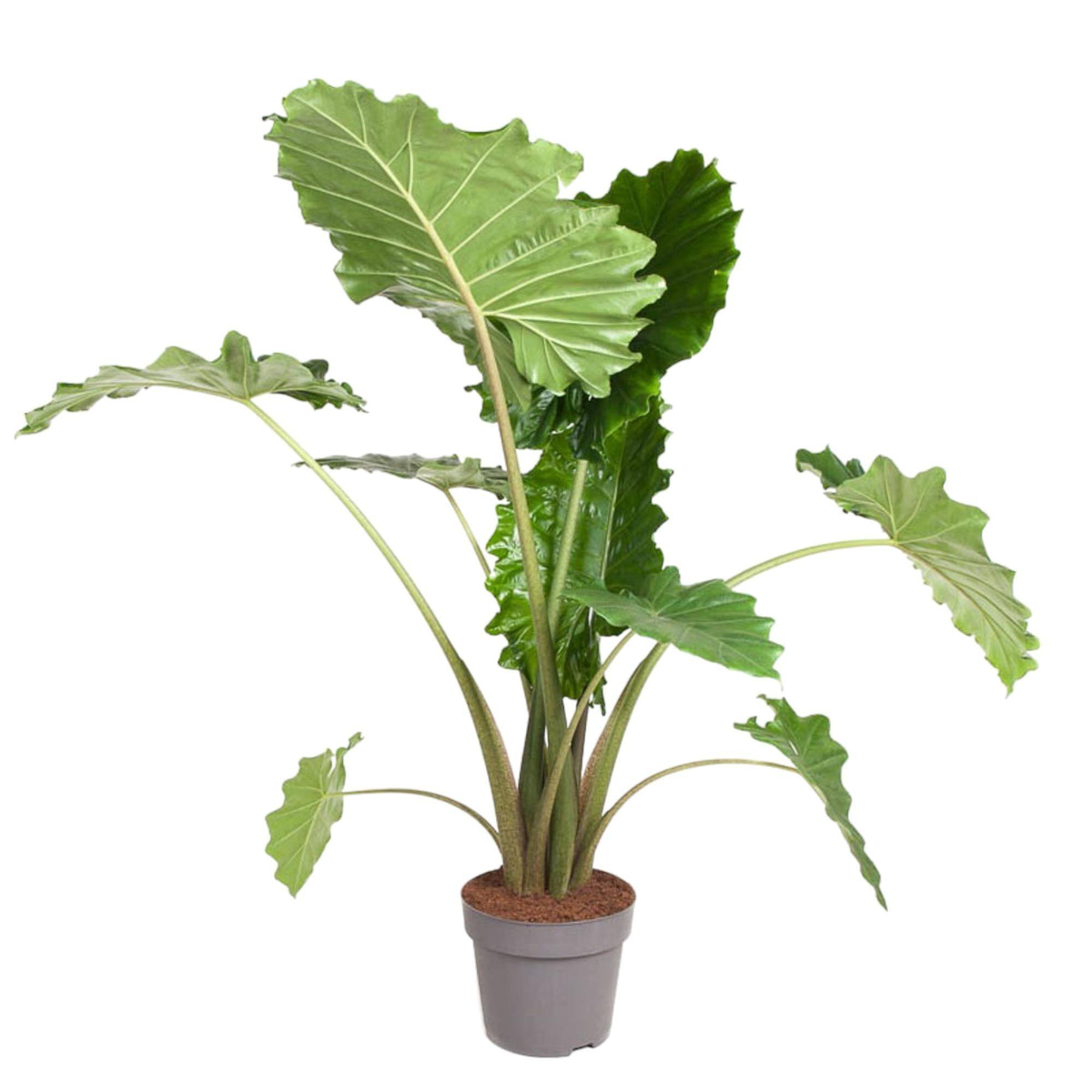 La Green Touch - Alocasia Portodora 150cm - Plante d'intérieur- La Green Touch - Imagen 1