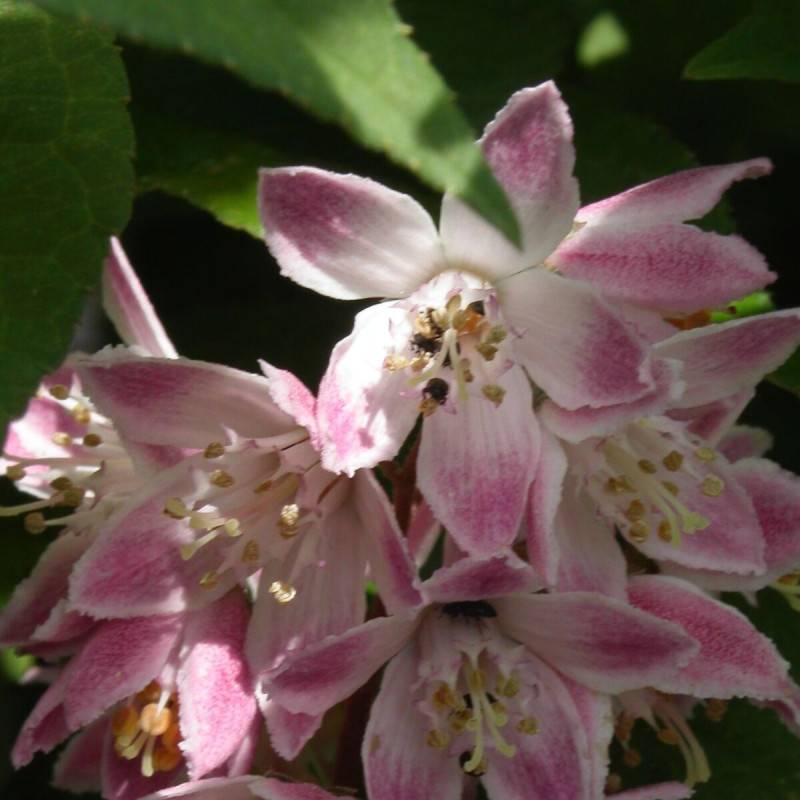 Deutzie Carminea, Deutzia à fleurs Rose - feuillage Caduc - Pot de 7,5L - 40/60 cm-  hauteur à maturité De 1,50 m à 2,00 m - Image 1
