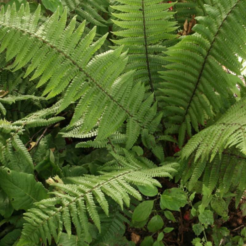 Fougère à écailles dorées, Dryopteris - Godet - 5/20 cm