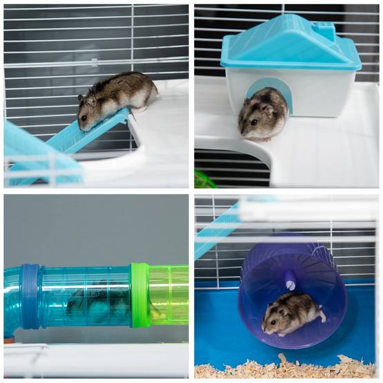 Cage hamster 5 niveaux en acier pour petits rongeurs avec tubes et accessoires 59x36x69cm bleu - ComfortXL Outdoor Living - Image 10