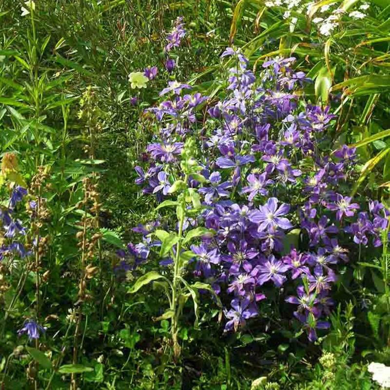 Clématite integrifolia Arabella à fleurs Bleue - feuillage Caduc - Godet - 5/20 cm-  hauteur à maturité De 1,00 m à 1,50 m - Imagen 5