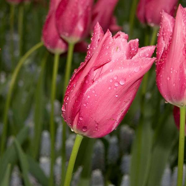 Promesse de Fleurs - Tulipe Fleur de Lis Maytime Bulbe calibre 12+ (par 10)