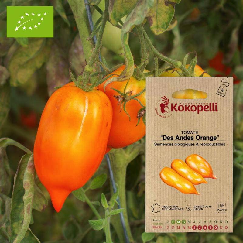 Tomate Des Andes Orange- Graines bio à semer - Imagen 1