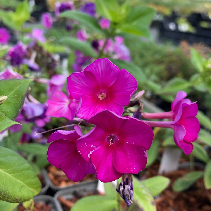 Phlox paniculata Purple Flame Godet de 8/9 cm