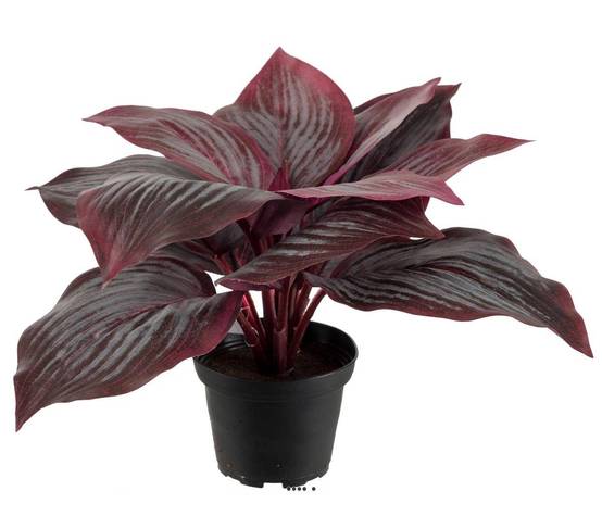 Hosta artificiel en pot H 20 cm D 30 cm Large feuille factices Rouge - couleur: Rouge - Image 1