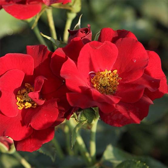 Rosier couvre-sol Marondo en pot de 3L