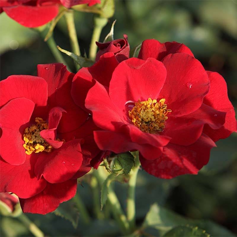 Rosier couvre-sol Marondo en pot de 3L