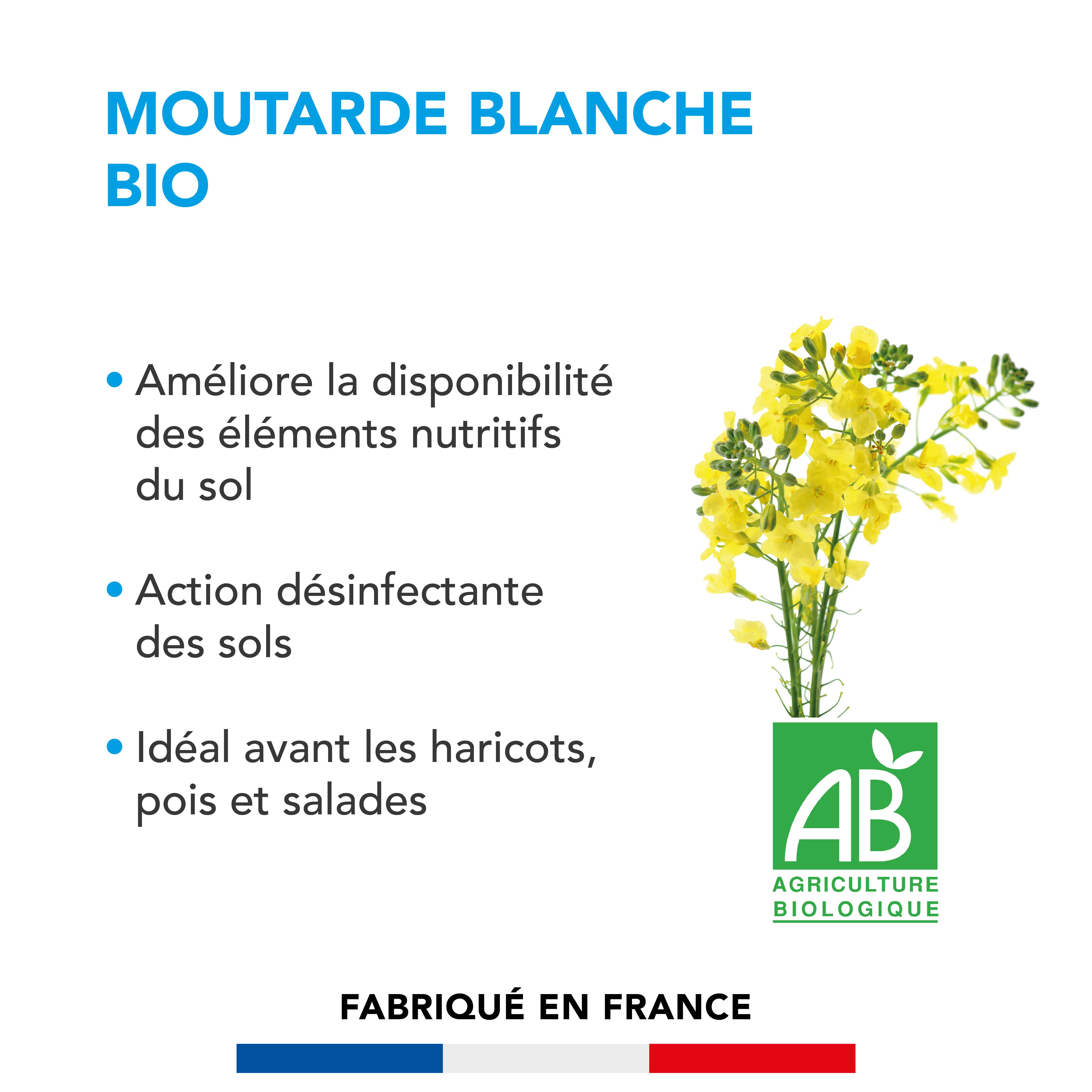 Moutarde blanche - Améliore Disponibilité Éléments Nutritifs et Restitue aux Futures Cultures - Désinfecte Sol - 500G - BARENBRUG - Image 2