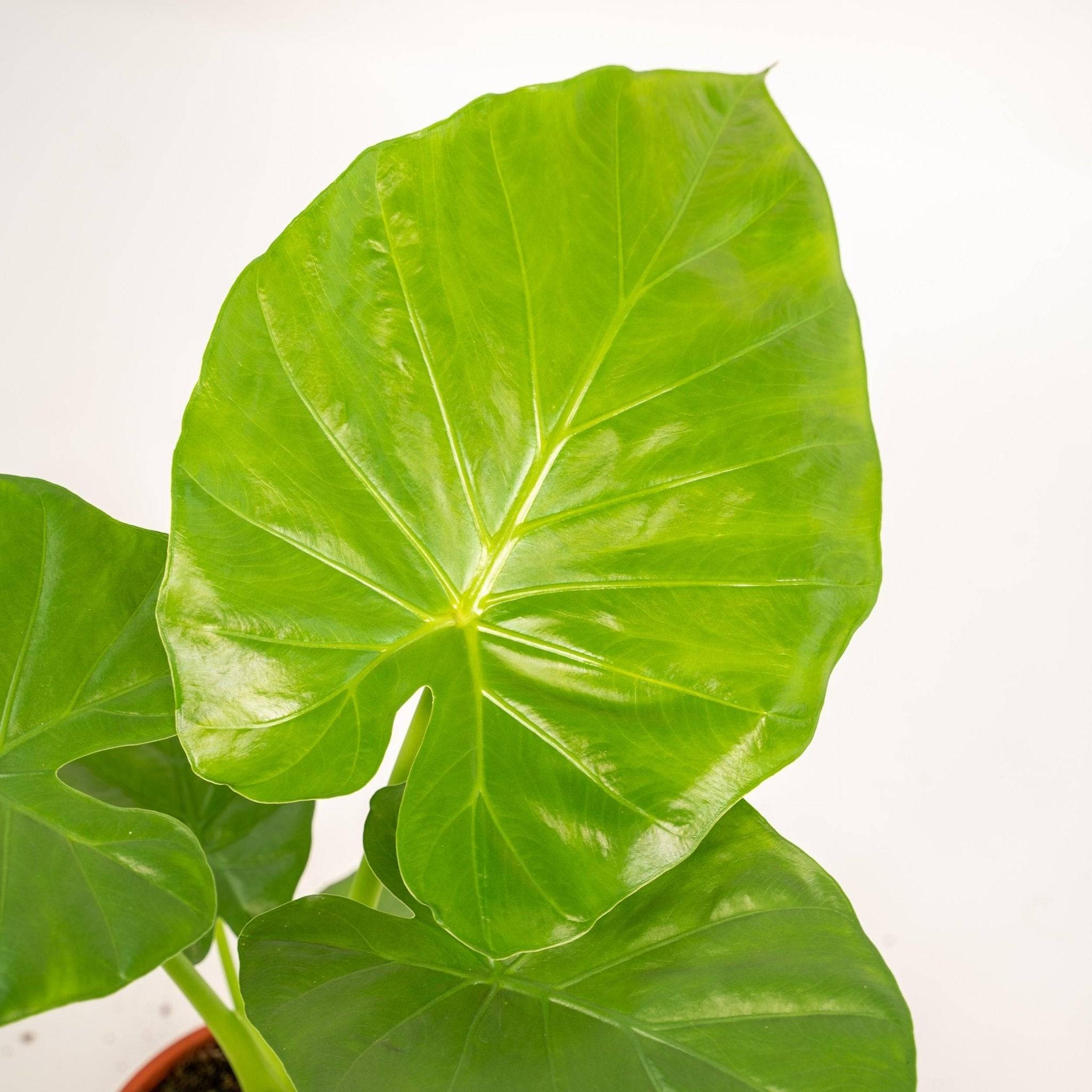 La Green Touch - Alocasia Macrorrhiza - D19 H70cm - Imagen 4