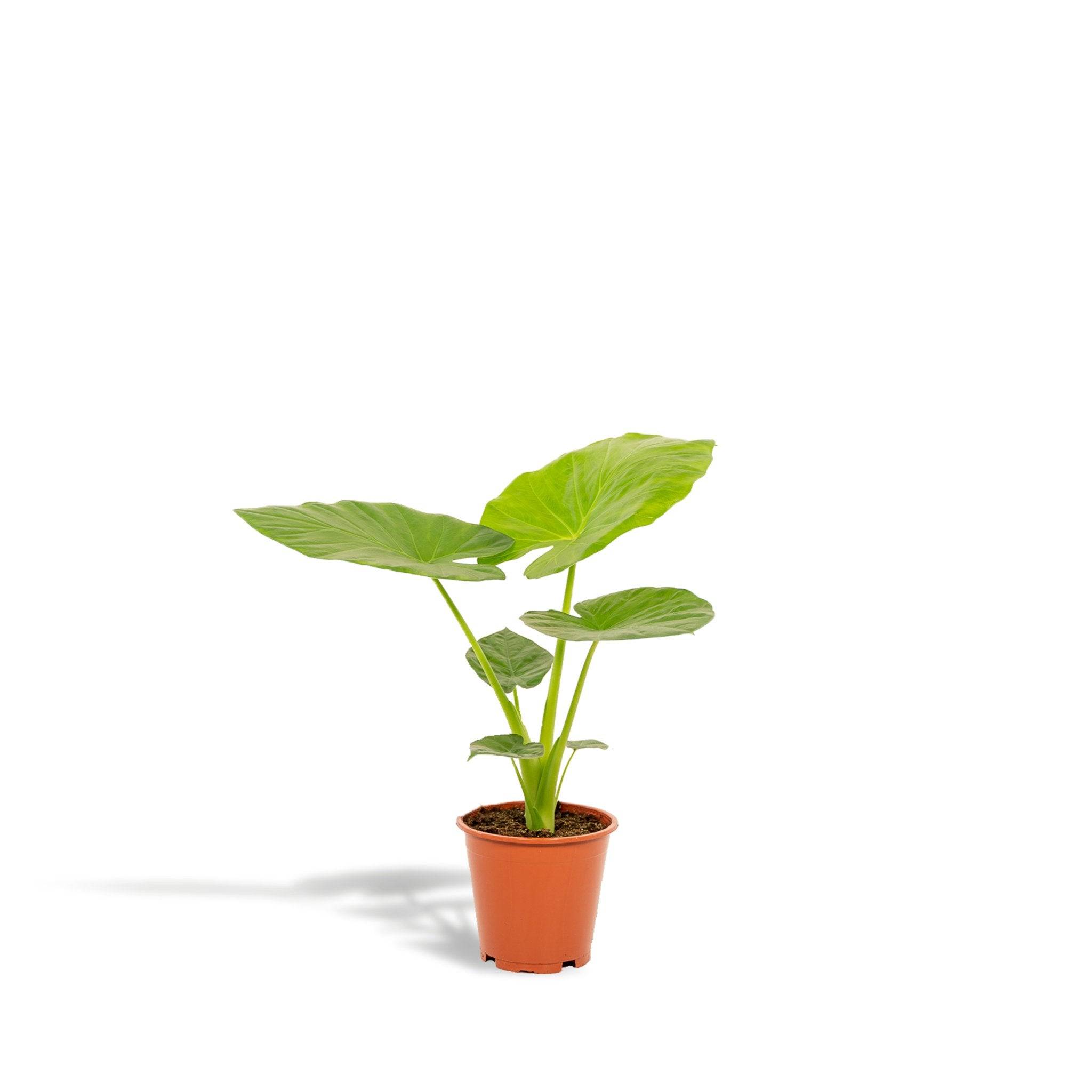 La Green Touch - Alocasia Macrorrhiza - D19 H70cm - Imagen 1