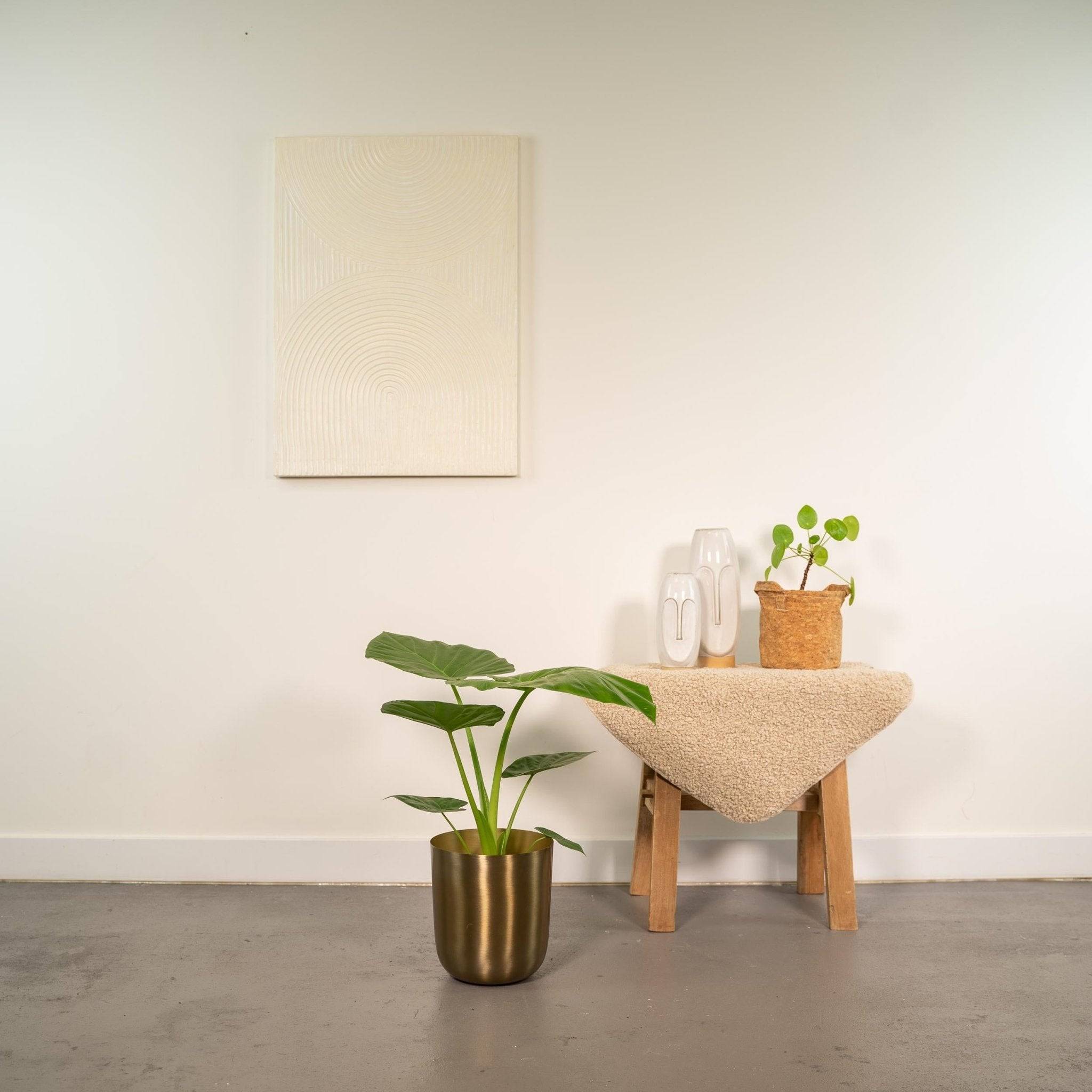 La Green Touch - Alocasia Macrorrhiza - D19 H70cm - Imagen 2