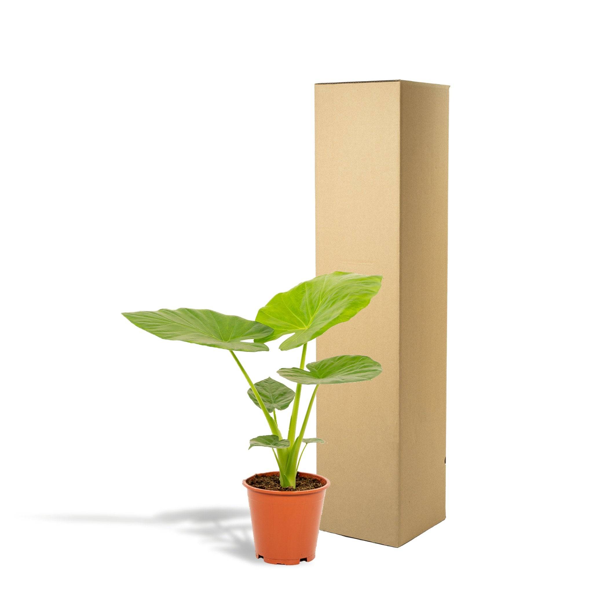 La Green Touch - Alocasia Macrorrhiza - D19 H70cm - Imagen 3