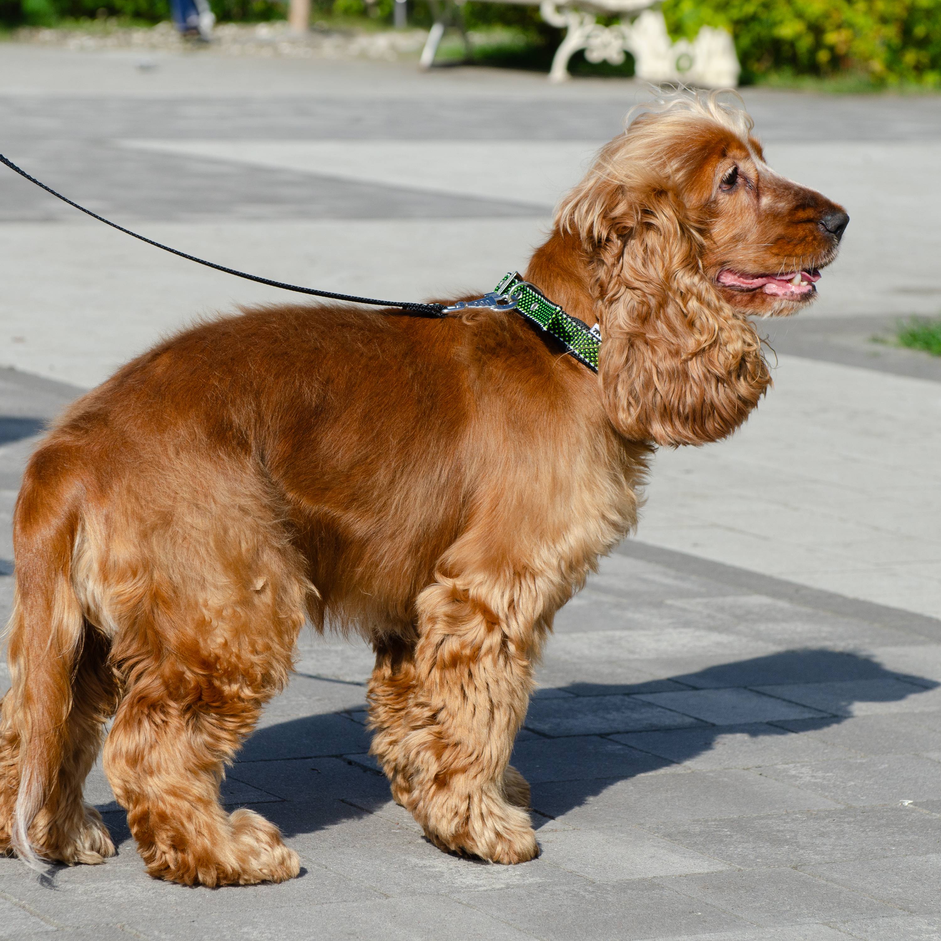 Ferplast - Collier pour Chiens Réfléchissant Rembourré DAYTONA DELUXE C15/35, Réglable, Boucle en Métal, Noir-Vert - Imagen 3