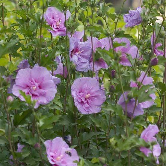 Hibiscus Lavender Chiffon® 'Notwoodone', Althéa à fleurs Rose - feuillage Caduc - Pot de 3L - 20/40 cm- hauteur à maturité De 1,50 m à 2,00 m - Image 1