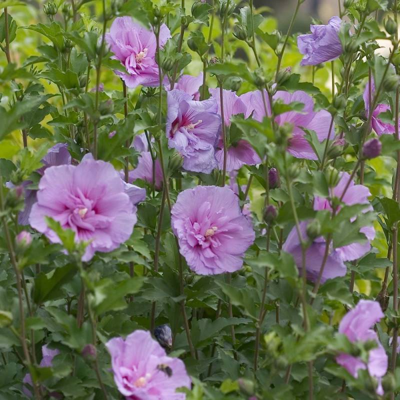 Hibiscus Lavender Chiffon® 'Notwoodone', Althéa à fleurs Rose - feuillage Caduc - Pot de 3L - 20/40 cm-  hauteur à maturité De 1,50 m à 2,00 m - Image 1