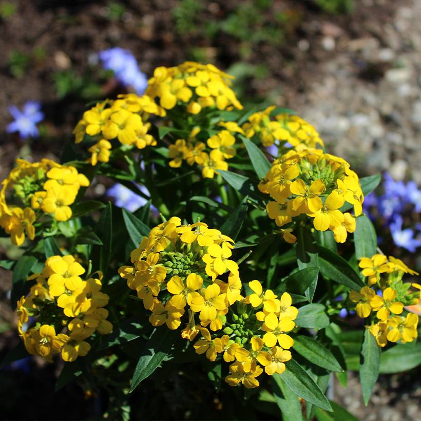 Erysimum alpinum - Fausse giroflée des Alpes Godet de 8/9 cm