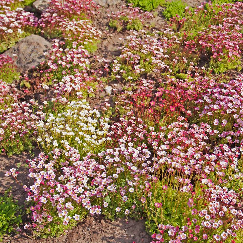 Graines de Saxifrage mousse Rockery Hybrids Mix - Saxifraga arendsii le sachet de 1700 graines environ (0,1g)