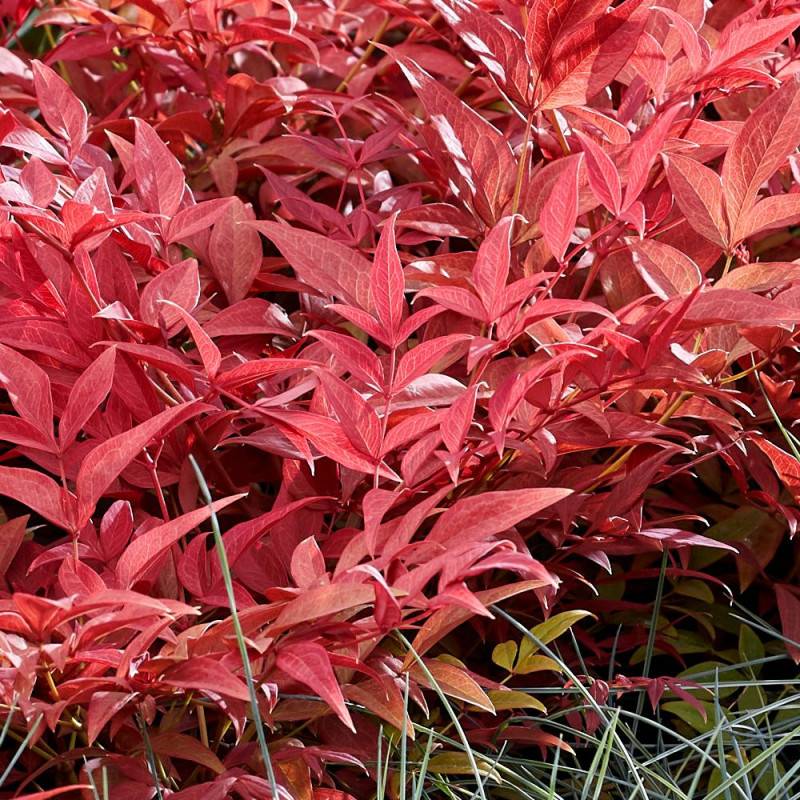 Bambou sacré Obsessed® 'Seika', Nandina - Pot de 3L - 20/40 cm