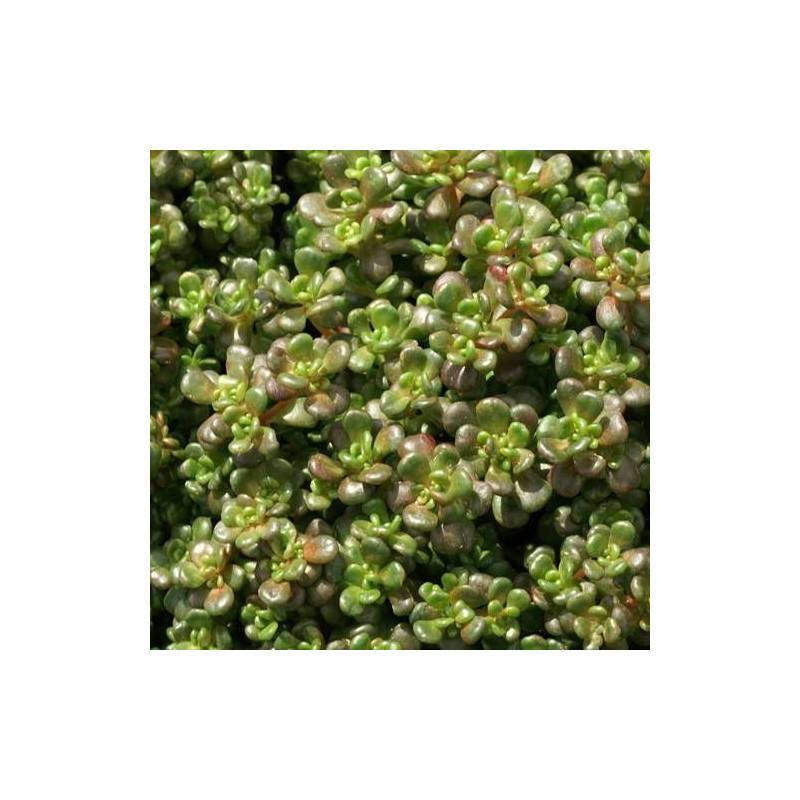Orpin de l'Orégon, Sedum à fleurs Jaune/ - feuillage Persistant - Godet - 5/20 cm - Imagen 4