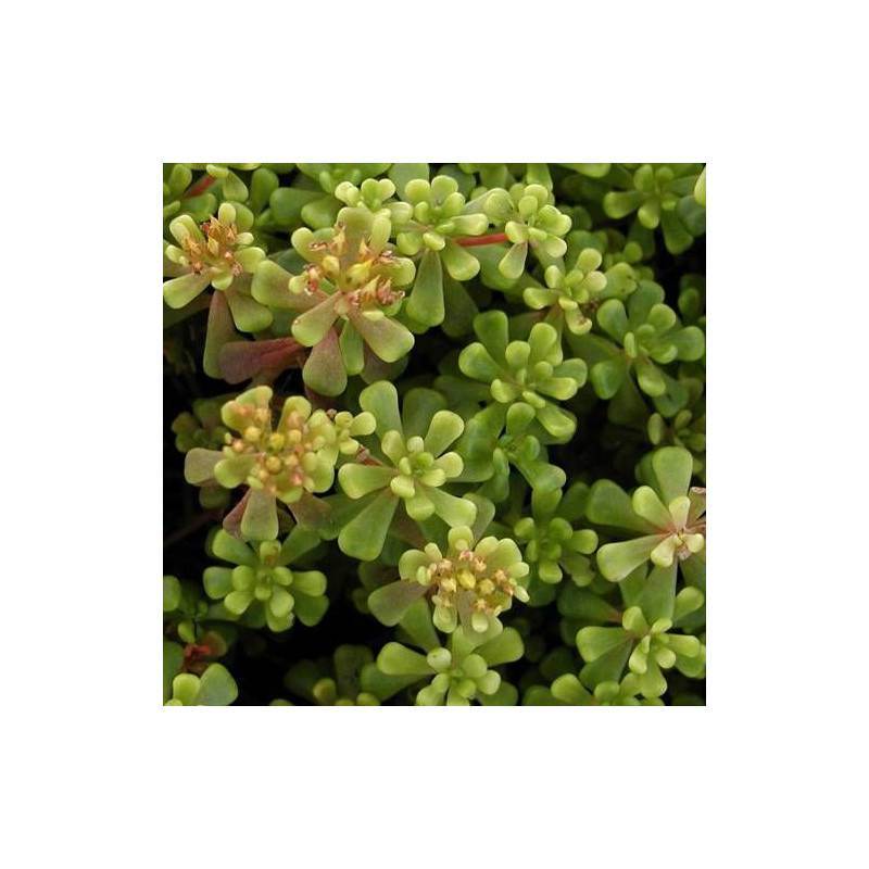 Orpin de l'Orégon, Sedum à fleurs Jaune/ - feuillage Persistant - Godet - 5/20 cm - Imagen 5