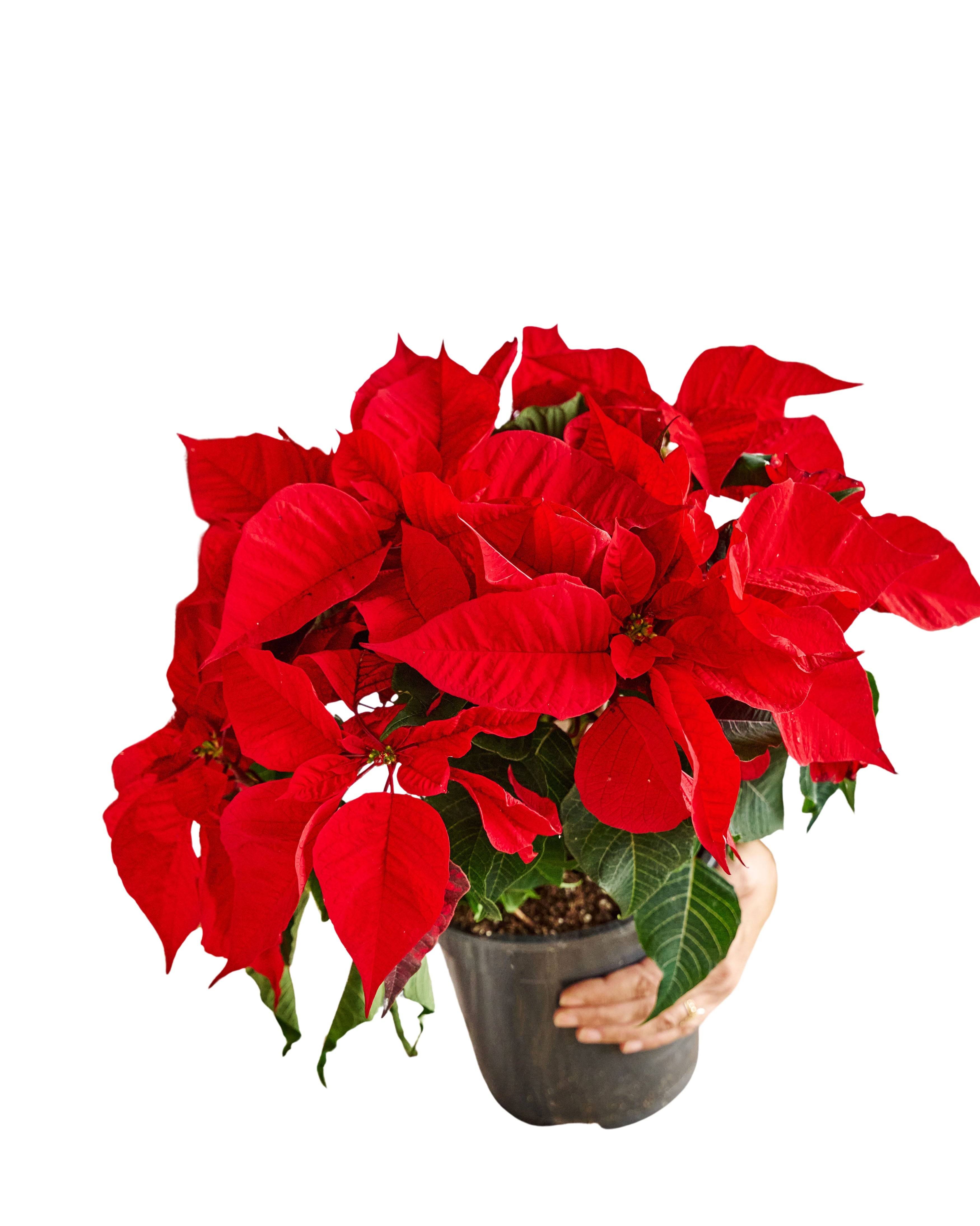 La Green Touch - Grand Poinsettia rouge Noël 50cm - Plante d'intérieur- La Green Touch - Imagen 1