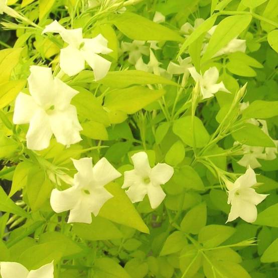 Jasmin blanc Aureum à fleurs Blanche - feuillage Caduc - Godet - 5/20 cm- hauteur à maturité De 3,00 m à 5,00 m - Image 1