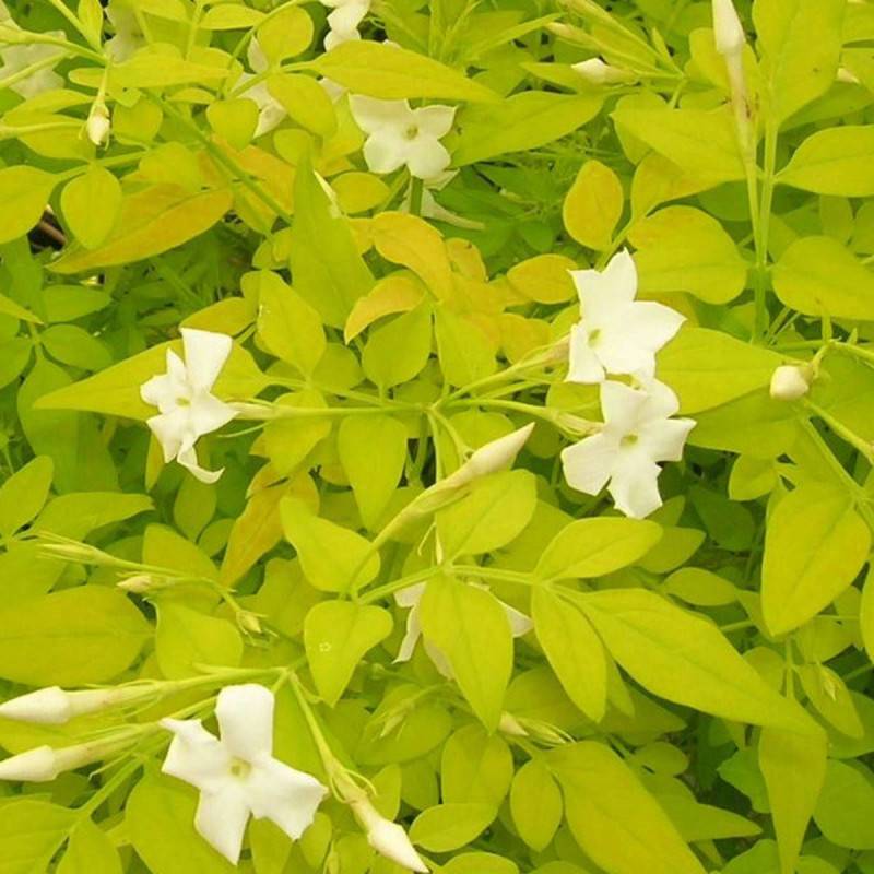 Jasmin blanc Aureum à fleurs Blanche - feuillage Caduc - Godet - 5/20 cm- hauteur à maturité De 3,00 m à 5,00 m - Image 5