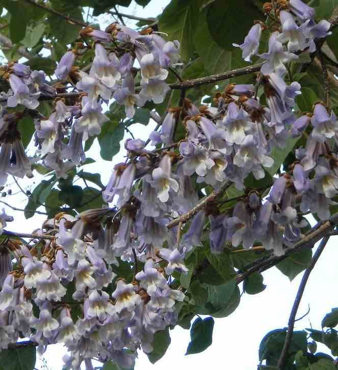 Sans Marque - Paulownia tomentosa (arbre impérial) Couleur floraison:Violet - Taille:Pot de 4L- 125/150cm - Image 2