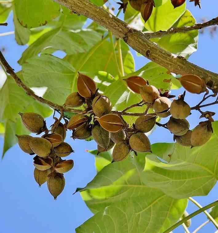 Sans Marque - Paulownia tomentosa (arbre impérial) Couleur floraison:Violet - Taille:Pot de 4L- 125/150cm