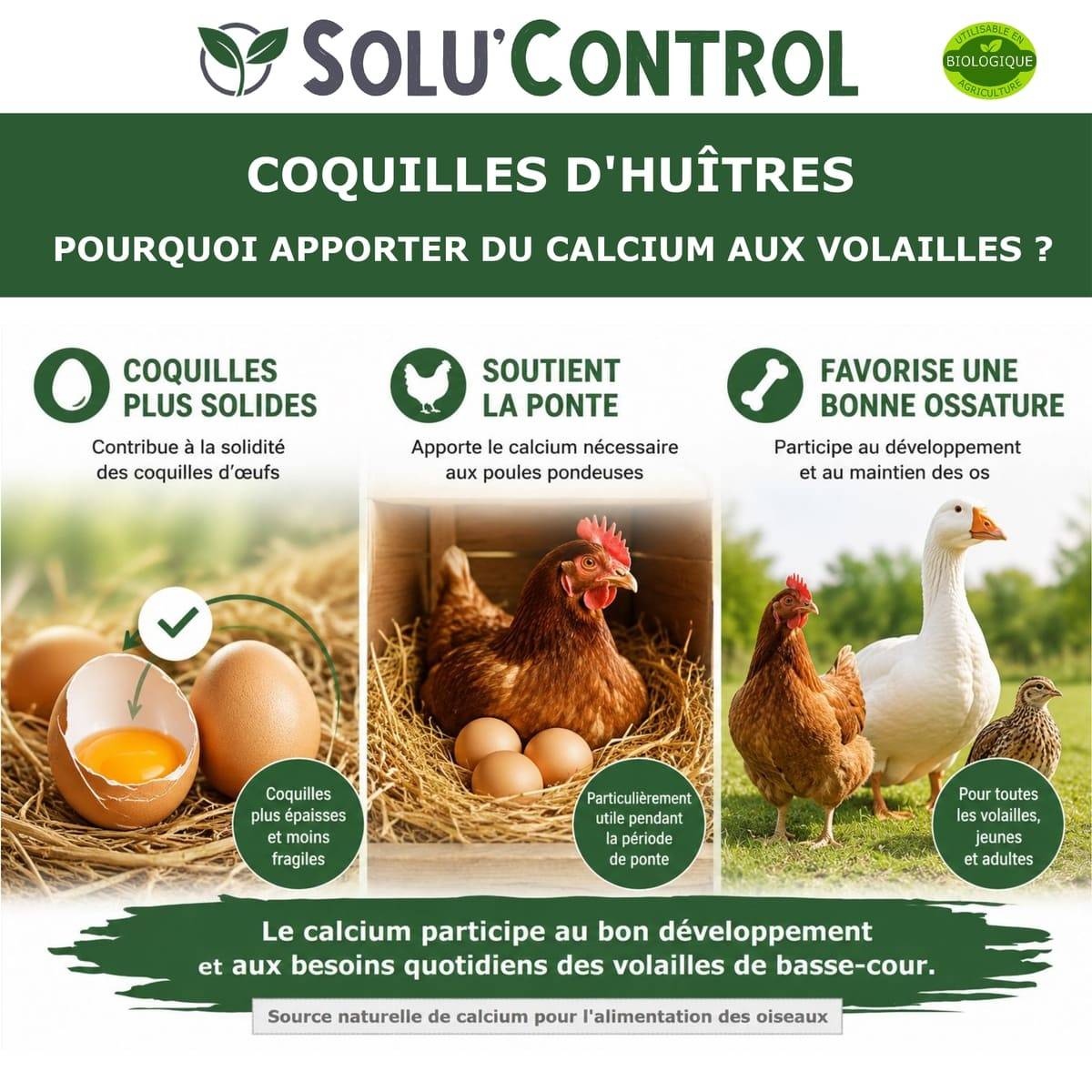 3 kg Écailles de Coquilles d'Huîtres pour Volailles (Poules, oies, ...) - SOLU'CONTROL - Aliment Minéral Naturel, 38% Calcium - Image 3