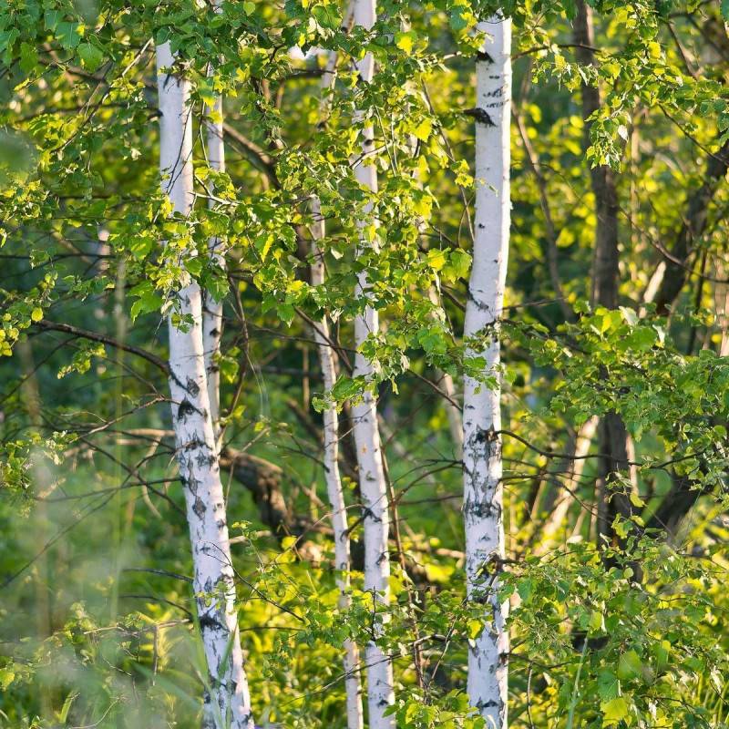 Bouleau verruqueux, Bouleau pleureur, Betula - Pot de 7,5L - 80/100 cm - Imagen 1