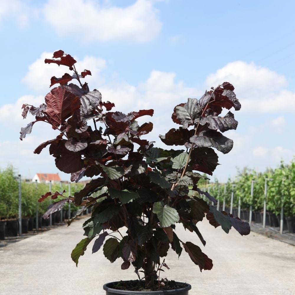 Promesse de Fleurs - Corylus maxima Purpurea - Noisetier pourpre Pot de 3L/4L
