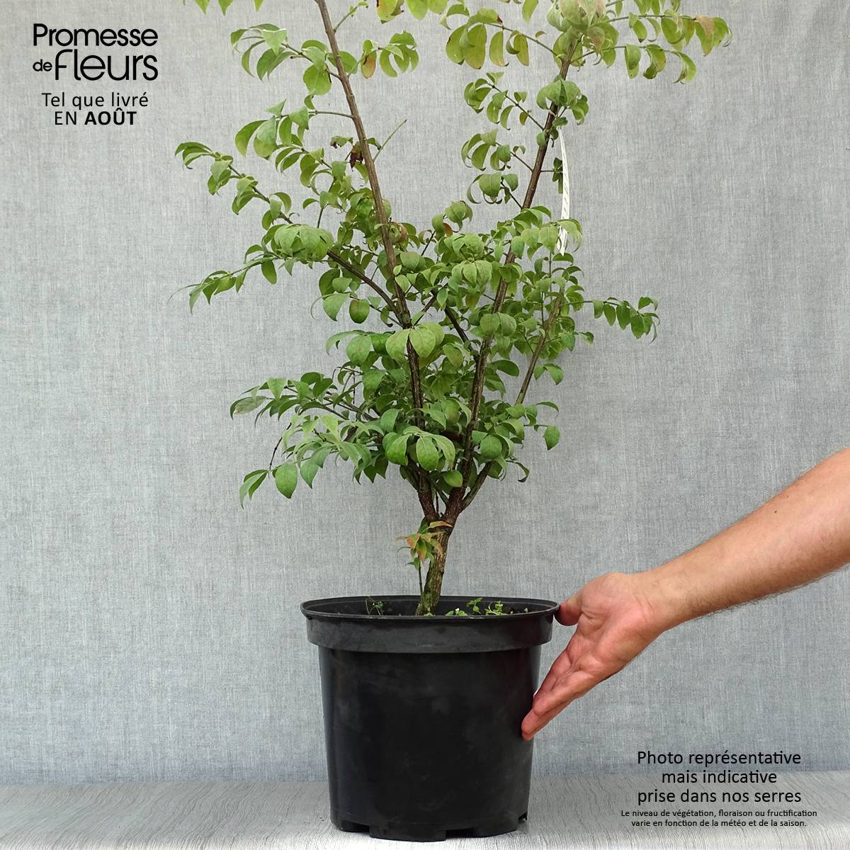 Promesse de Fleurs - Euonymus alatus Compactus - Fusain ailé nain Pot de 7,5L/10L - Image 2