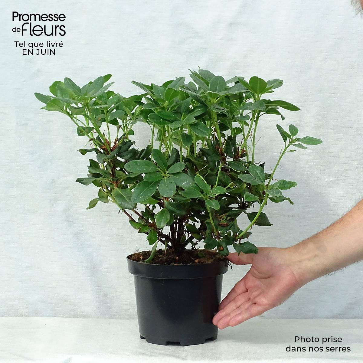 Rhododendron Baden-Baden - Rhododendron nain Pot de 2L/3L - Image 2